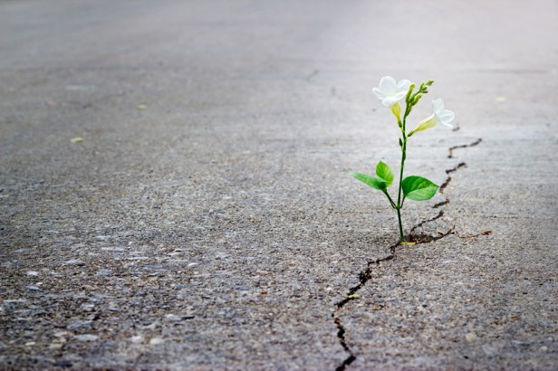 white flower growing on crack street, soft focus.